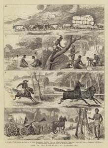 Livet i Backwoods of Queensland af Alfred Chantrey Corbould